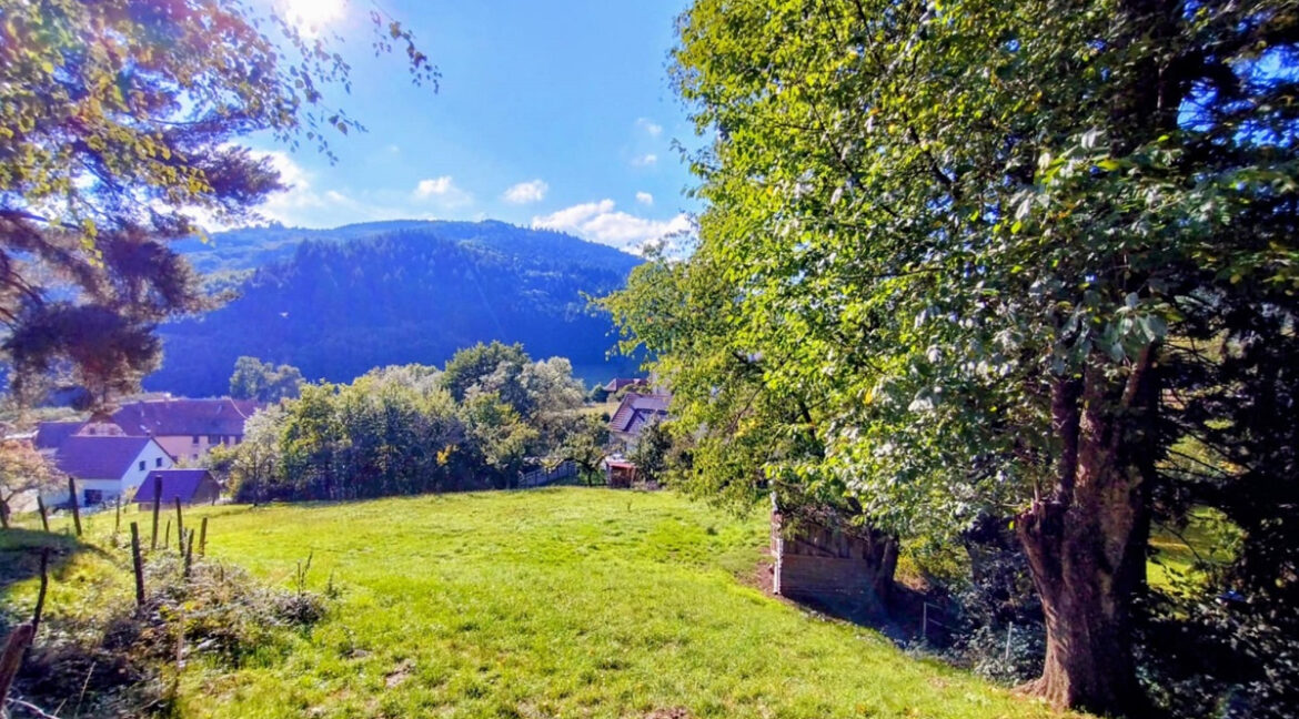 59319424n